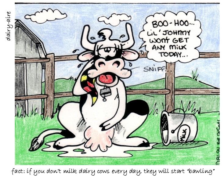 cows crying