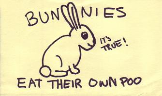 Bunnies