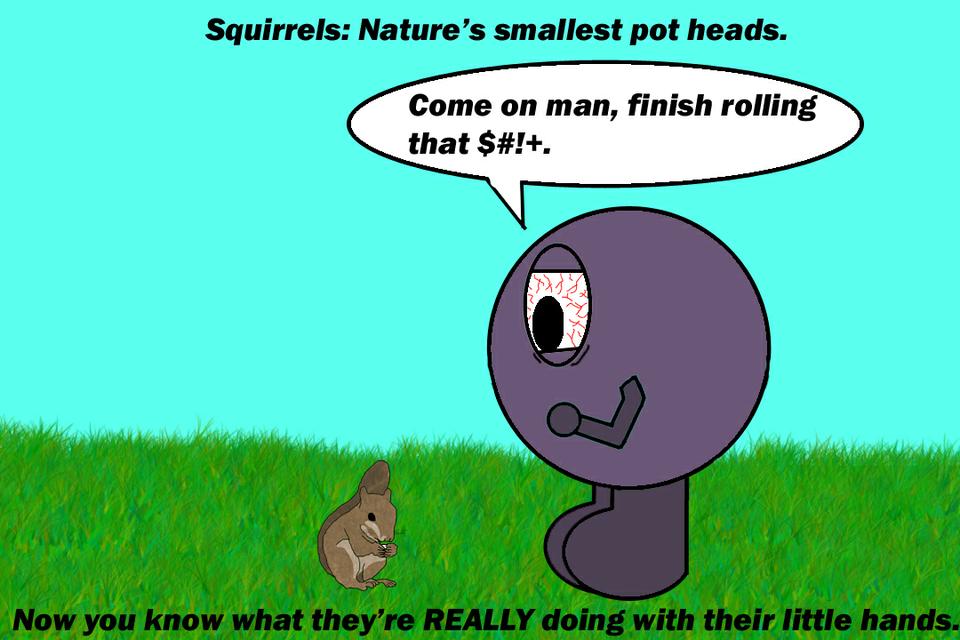 Squirrels: Nature's Smallest Pot Heads