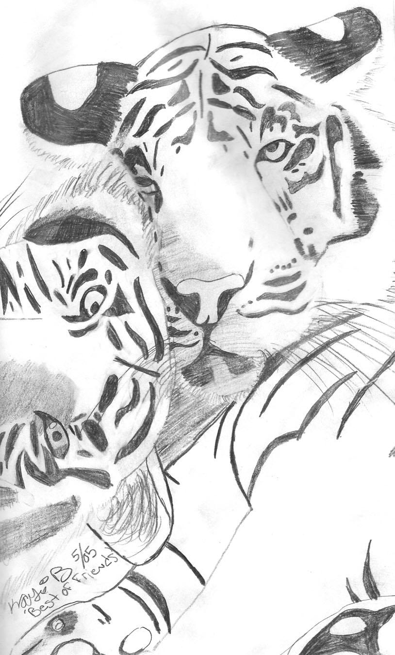 Two Tigers