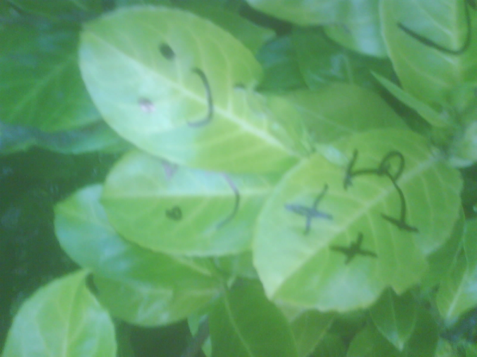 leaves have families too