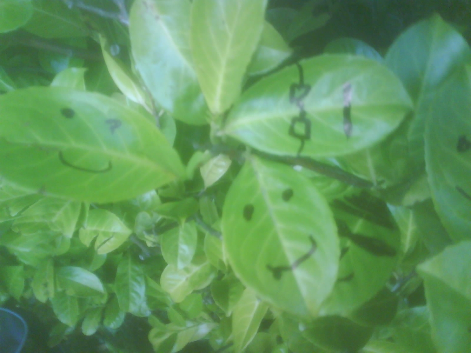 leaves have families too 3