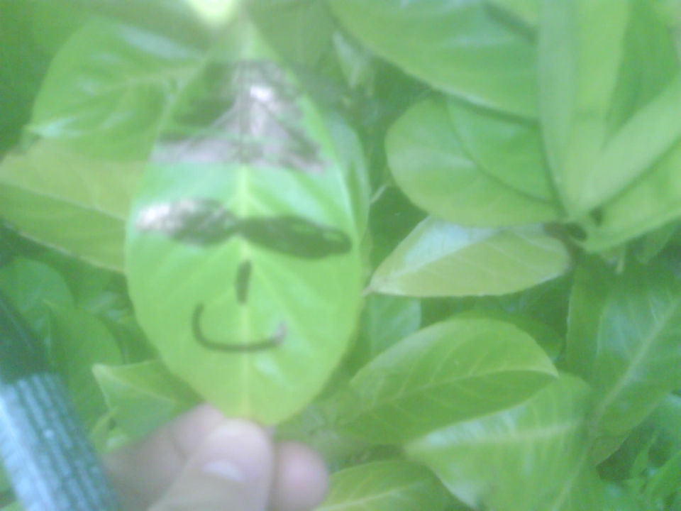 leaves have families too 4