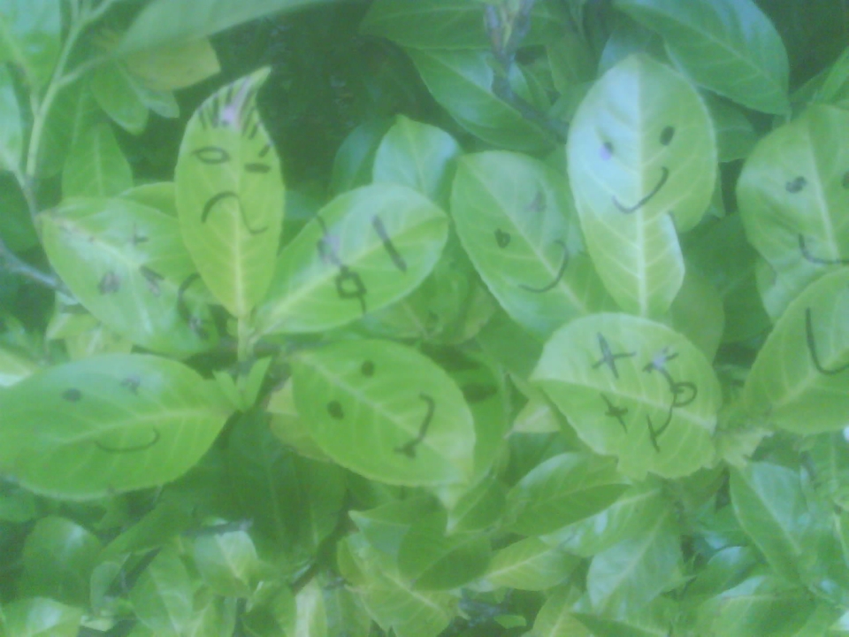 leaves have families too 5