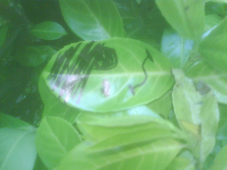 leaves have families too 6
