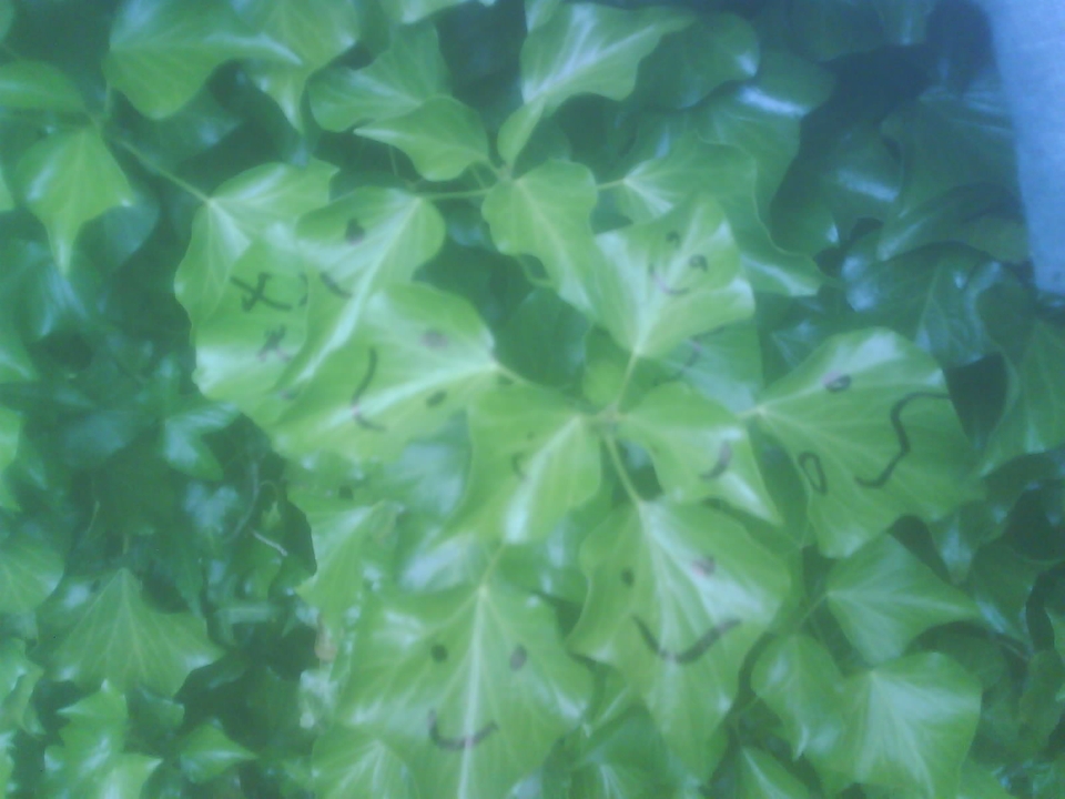 leaves have families too 7