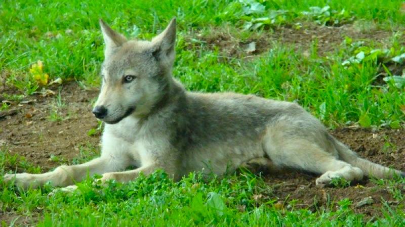 Filler: Wolf Pup