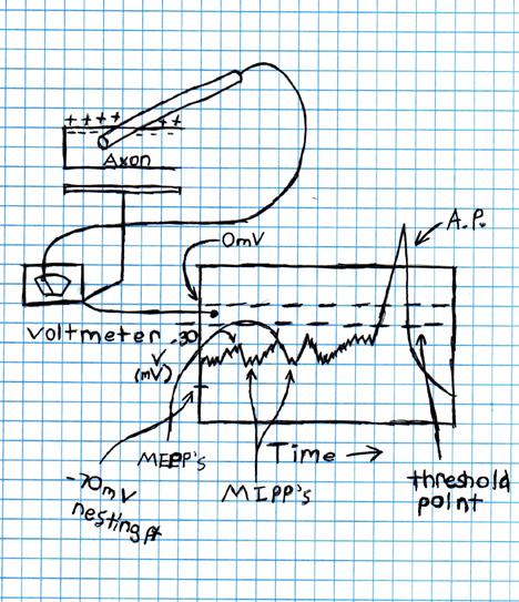 Tail 14: Diagram