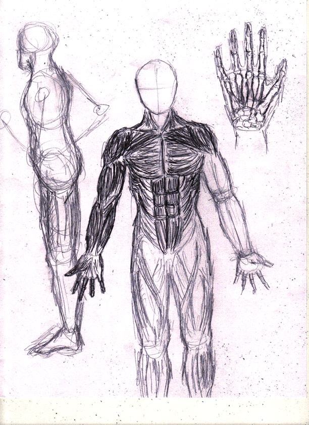 FILLER:  ANATOMY AND PROPORTION SKETCH