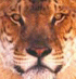 Go to liger's profile