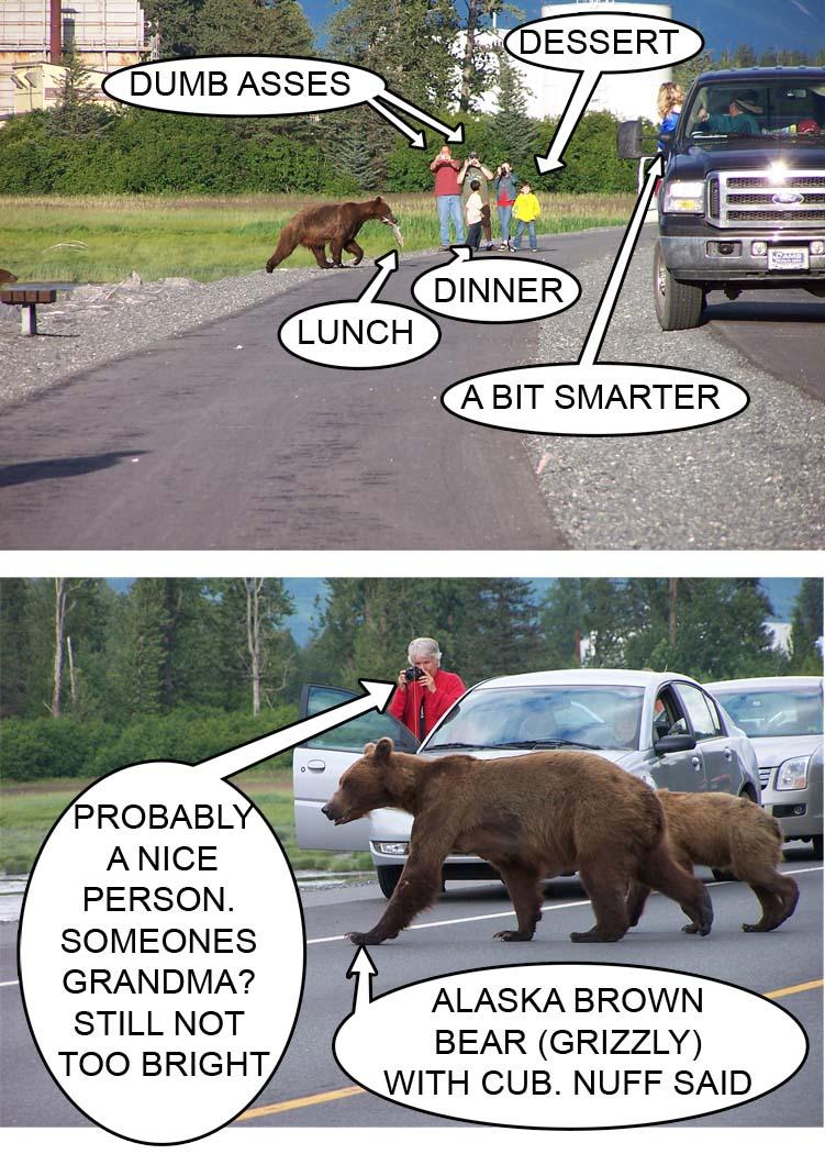Bears