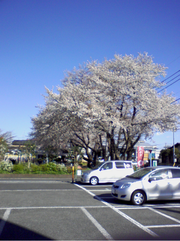 Sakura