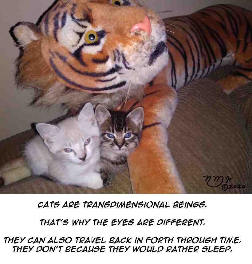 20tb059 - cats can see things we can not