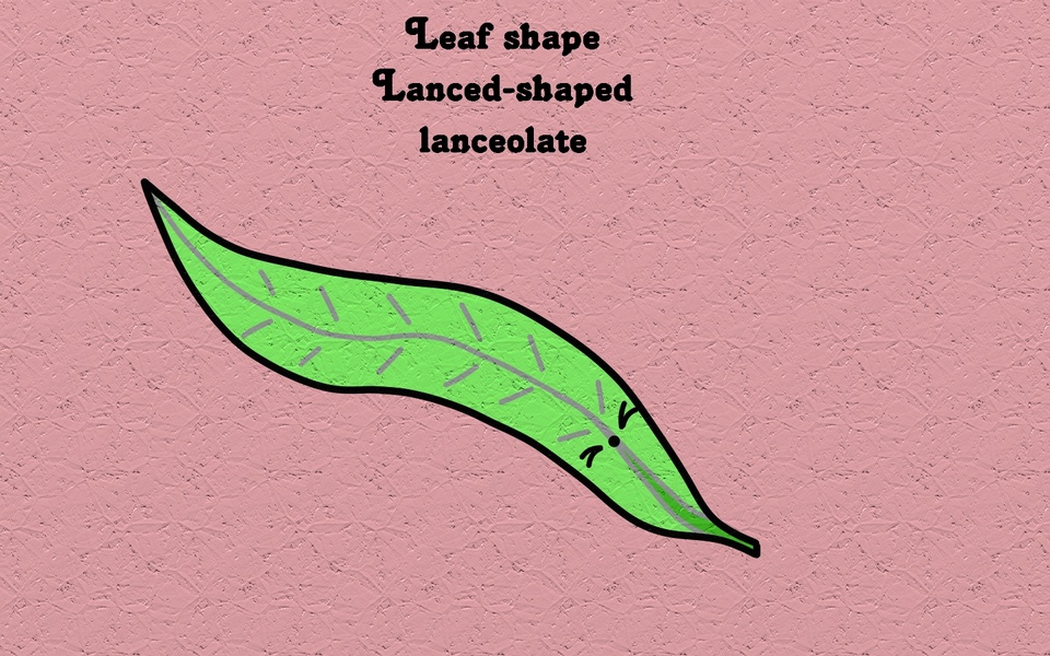 Lance-shaped