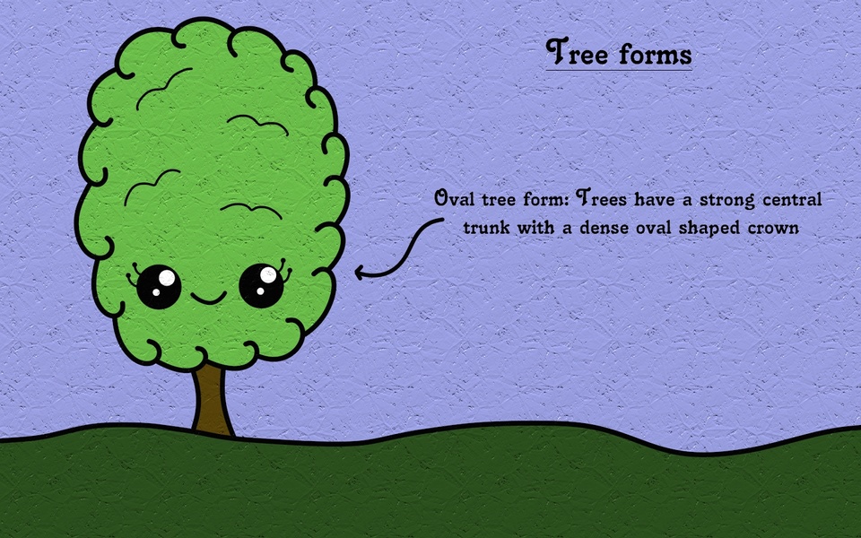 Oval - tree form