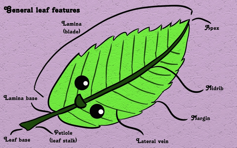 Leaf features