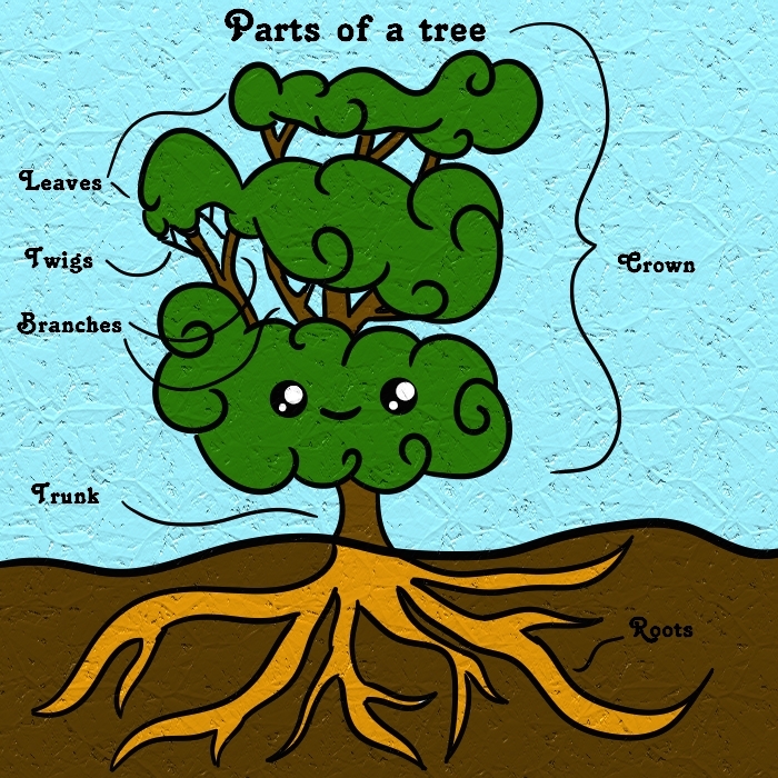 Parts of a tree