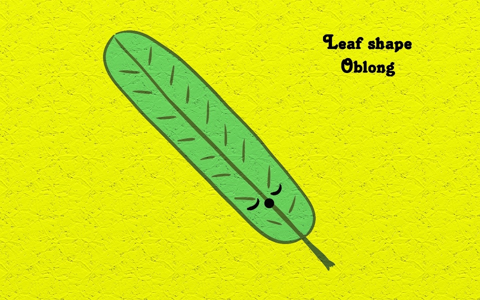 Leaf shape - Oblong