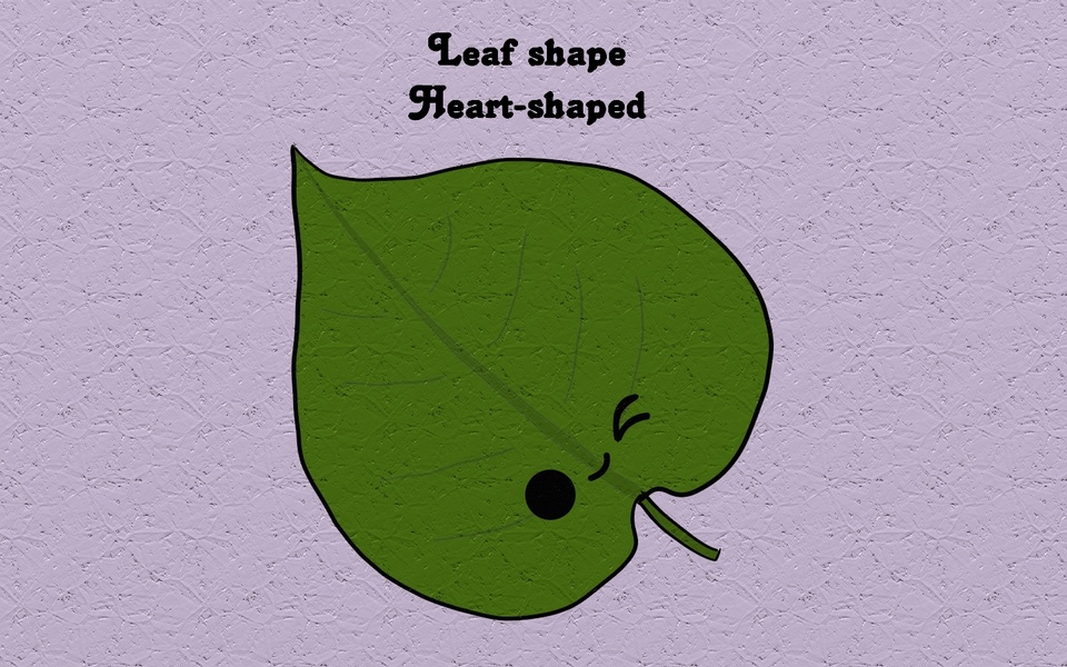 Leaf shape - Heart-shaped