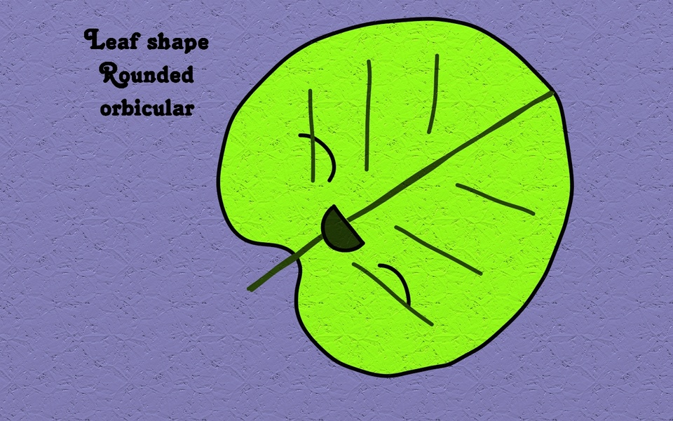 Rounded leaf shape