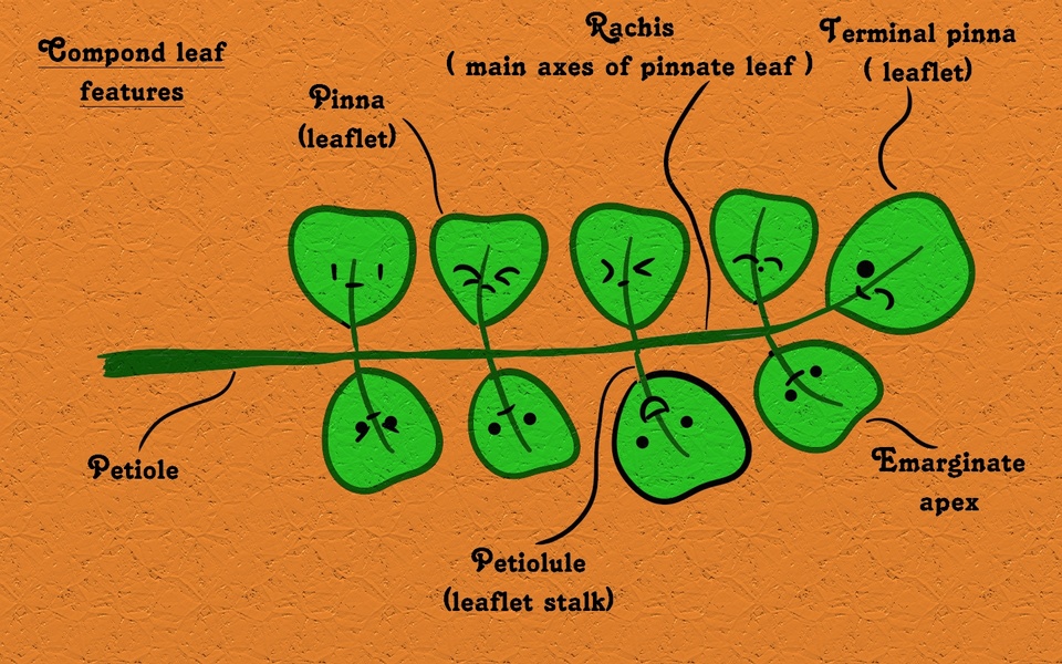 compound leaf features