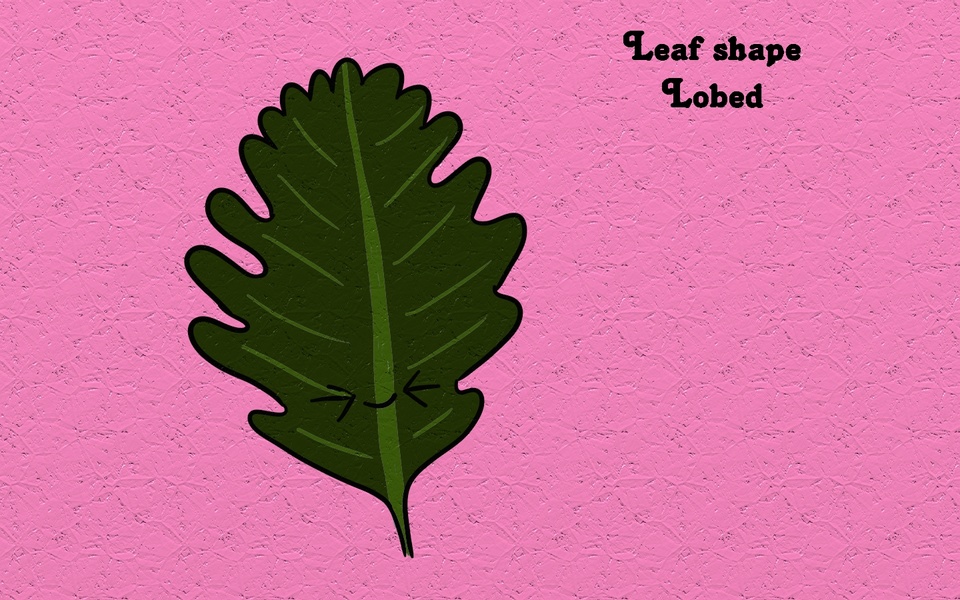 Leaf shape - Lobed