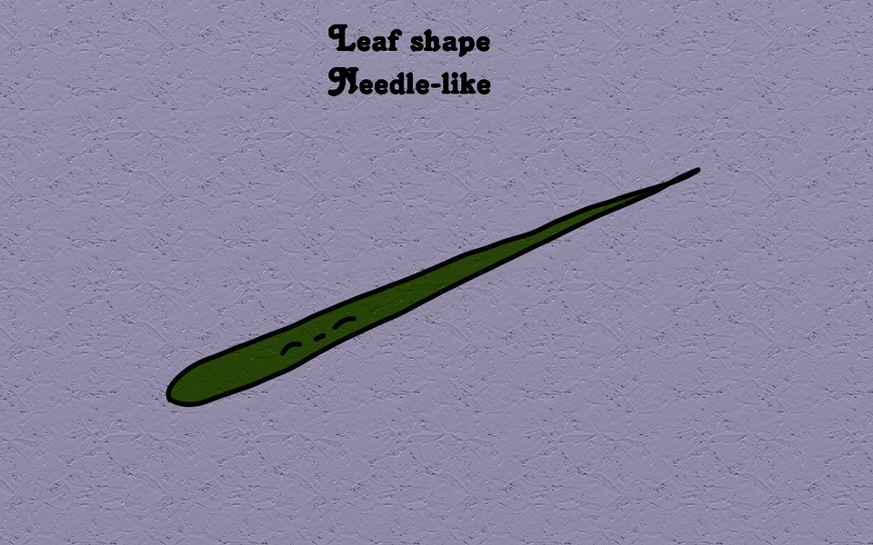 Leaf shape - Needle-like