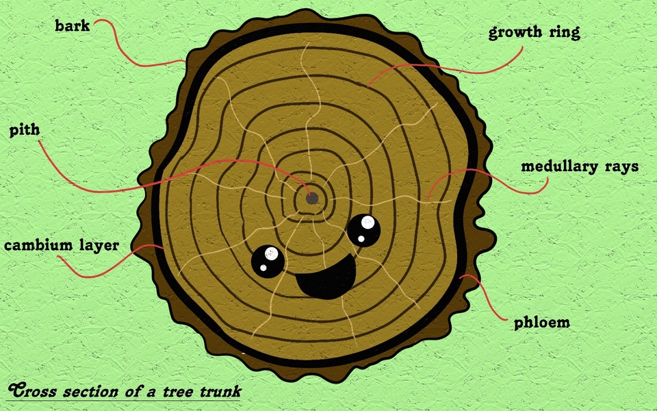 Trunk cross section 