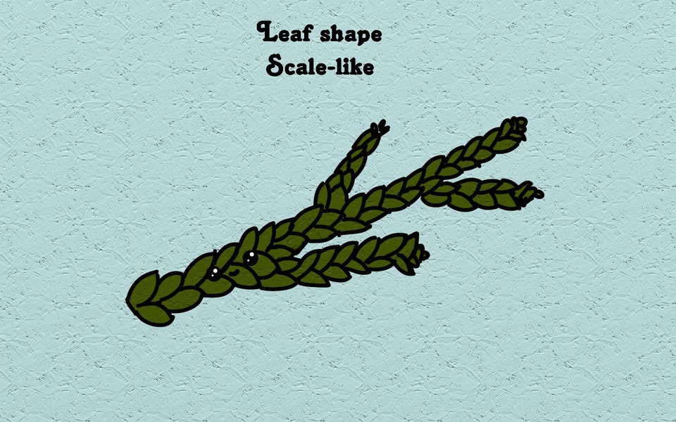 Leaf shape - Scale-like