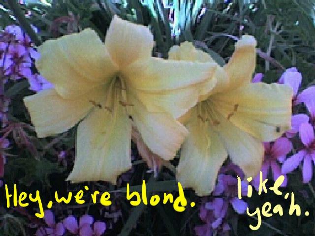 blond flowers