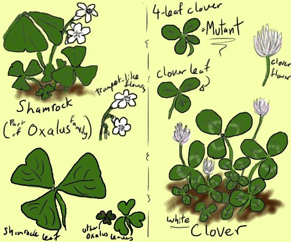 shamrock vs. clover