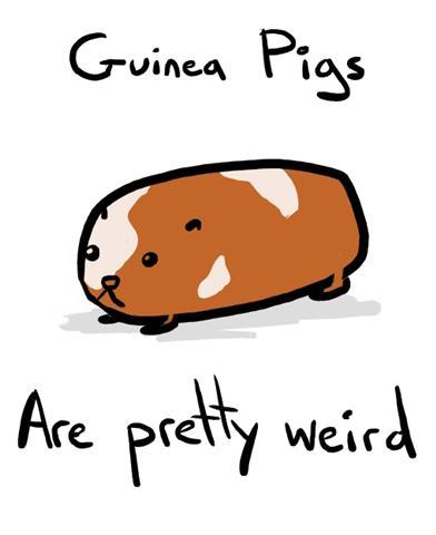 67. guinea pigs